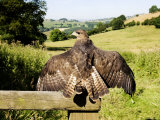 Common Buzzard, Adult Overlooking Countryside, UK Photographie par Mike Powles