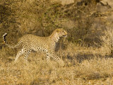 Leopard, Young Female Ears Back Stalking, Kenya Lámina fotográfica por Mike Powles
