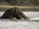 African Elephant, Male Swimming, Botswana Photographie par Mike Powles