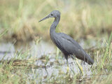 Slaty Egret, Edge of Khwai River, Botswana Photographie par Richard Packwood