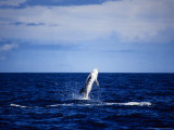 Rissos Dophin, Breaching, Azores, Portugal Lámina fotográfica por Gerard Soury Rissos Dophin, Breaching, Azores, Portugal Lámina fotográfica por Gerard Soury