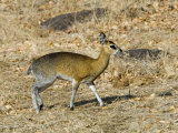 Klipspringer, Adult Female, Tanzania Lámina fotográfica por Mike Powles