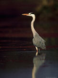 Grey Heron, Wading, India Photographic Print by Mike Powles