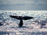 Sperm Whale, About to Dive, Portugal Lámina fotográfica por Gerard Soury