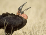 Ground Hornbill, Catching Insect, Botswana Photographie par Richard Packwood