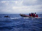 Short-Beaked Common Dolphins, Porpoising Azores, Port Lámina fotográfica por Gerard Soury Short-Beaked Common Dolphins, Porpoising Azores, Port Lámina fotográfica por Gerard Soury