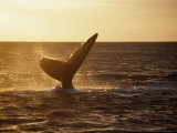 Southern Right Whale, Fluke at Sunset, Valdes Penin Lámina fotográfica por Gerard Soury