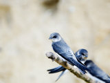 Sand Martin, Fledged Juvenile, UK Photographic Print by Mike Powles