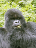 Mountain Gorilla, Male Silverback Eating, Rwanda Lámina fotográfica por Mike Powles