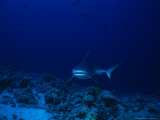 Dagsit Shark, Swimming, Indian Ocean Photographie par Gerard Soury