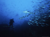 Whitetip Reef Sharks, Hunting with Diver, C.Rica Photographie par Gerard Soury