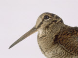 Woodcock, St. Tiggywinkles, UK Photographic Print by Les Stocker