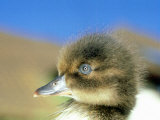 Tufted Duck, Young, England, UK Photographic Print by Les Stocker