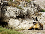 Bat-Eared Fox at Den, Tanzania Photographie par Ariadne Van Zandbergen
