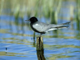 Black Tern, St. Albans Bay, USA Photographic Print by Gustav Verderber