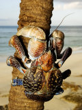 Giant Coconut Crab, Climbing up Palm Tree, Zanzibar Lámina fotográfica por Ariadne Van Zandbergen Giant Coconut Crab, Climbing up Palm Tree, Zanzibar Lámina fotográfica por Ariadne Van Zandbergen