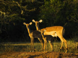 Impala, Akagera National Park, Rwanda Photographie par Ariadne Van Zandbergen