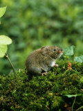 Field Vole, Kent, UK Lámina fotográfica por David Tipling Field Vole, Kent, UK Lámina fotográfica por David Tipling