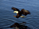 Bald Eagle, Hunting, USA Photographic Print by David Tipling