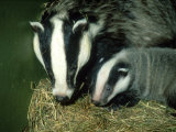 Badger, and Cub, England Lámina fotográfica por Les Stocker Badger, and Cub, England Lámina fotográfica por Les Stocker