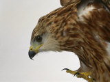 Red Kite Fotografie-Druck von Les Stocker