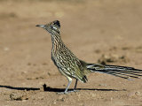 Greater Roadrunner, New Mexico Photographic Print by David Tipling