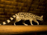 Small-Spotted Genet, Walking on Roof Beam in Lodge, Africa Photographic Print by Roy Toft