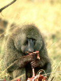 Olive Baboon, Adult Males Hunt & Eat Meat, S. Kenya Photographie par Steve Turner