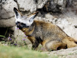 Bat-Eared Fox, Outside Den Entrance, Tanzania Photographie par Ariadne Van Zandbergen