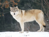 Female Gray Wolf, Ste-Anne-De-Bellevue, Canada Photographic Print by Robert Servranckx