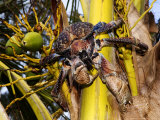 Giant Coconut Crab, Climbing Down a Palm Tree, Zanzibar Lámina fotográfica por Ariadne Van Zandbergen Giant Coconut Crab, Climbing Down a Palm Tree, Zanzibar Lámina fotográfica por Ariadne Van Zandbergen