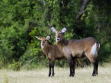 Defassa Waterbuck, with Young, Rwanda Lámina fotográfica por Ariadne Van Zandbergen