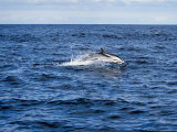 Striped Dolphin, Porpoising, Portugal Lámina fotográfica por Gerard Soury Striped Dolphin, Porpoising, Portugal Lámina fotográfica por Gerard Soury