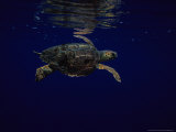Loggerhead Turtle, Swimming, Canary Isles Lámina fotográfica por Gerard Soury