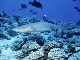 Whitetip Reef Shark, Swimming, Polynesia Photographie par Gerard Soury