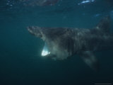Basking Shark, Feeding on Plankton, UK Photographic Print by Gerard Soury