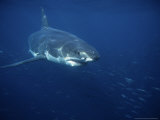 Great White Shark, Tagged, South Australia Photographic Print by Gerard Soury