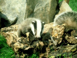 Badger, Young, UK Lámina fotográfica por Les Stocker Badger, Young, UK Lámina fotográfica por Les Stocker