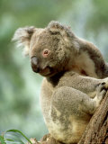 Koala, New South Wales, Australia Photographic Print by Steve Turner