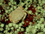 Rock Crab, ME, USA Lámina fotográfica por Gustav Verderber Rock Crab, ME, USA Lámina fotográfica por Gustav Verderber