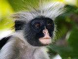 Kirks Red Colobus Monkey, Portrait, Zanzibar Lámina fotográfica por Ariadne Van Zandbergen
