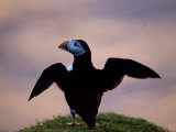 Puffin, Wings Spread Photographic Print by David Tipling