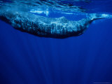 Sperm Whale, Juvenile, Portugal Photographic Print by Gerard Soury