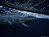 Great White Shark, Swimming by Cage, S. Australia Photographie par Gerard Soury