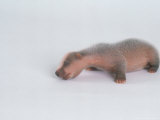 Badger, 4 Days Old, UK Lámina fotográfica por Les Stocker Badger, 4 Days Old, UK Lámina fotográfica por Les Stocker