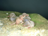 Common Shrew, Group of Young, UK Lámina fotográfica por Les Stocker Common Shrew, Group of Young, UK Lámina fotográfica por Les Stocker