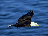 Bald Eagle, Feb, USA Photographic Print by David Tipling