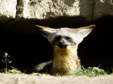 Bat-Eared Fox, Portrait at Den, Tanzania Lámina fotográfica por Ariadne Van Zandbergen