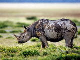 Black Rhinoceros, Feeding, Namibia Photographic Print by Ariadne Van Zandbergen