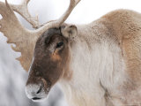Woodland Caribou, Ste-Anne-De-Bellevue, Canada Lámina fotográfica por Robert Servranckx